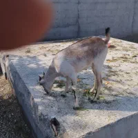 گیسه|حیوانات مزرعه|بندرعباس, |دیوار