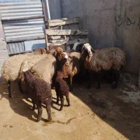 ۷راس میش چهارتابره دار