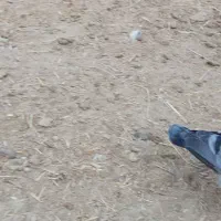 کبوتر جوجه پلاکی