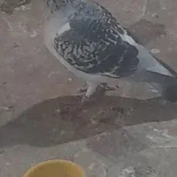 فروش جفت کلاغ بدرنگ|پرنده|کرمان, |دیوار