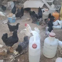 انواع مرغ گلین مرغ سیاه