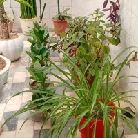 گلها سالم و سرحال هستن