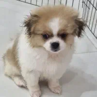 توله سگ نژاد پکینز  سن ۳ ماهه