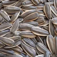 تخمه خام خارجی مدل تی ۶