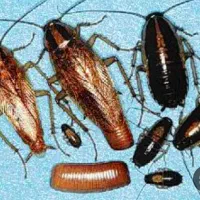 سم سوسک کش  اصل|خدمات نظافت|اردبیل, |دیوار