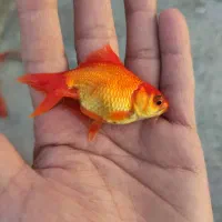 ماهی قرمز. مخصوص شکار اردک ماهی