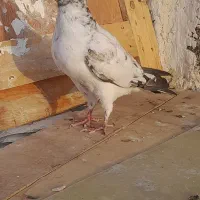 کبوتر