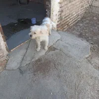 پاکوتا خانگی|سگ|کشاورز, |دیوار