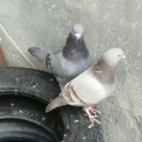 فوری فوری تا فردا دوتاش 250|پرنده|یاسوج, |دیوار