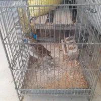 سهره خاکی مست|پرنده|شهریار, شهرک مصطفی خمینی|دیوار