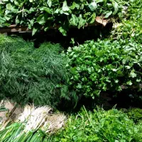دلمه|خدمات پذیرایی، مراسم|سلماس, |دیوار