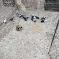 تعدادی جوجه کبوتر|پرنده|ساوه, |دیوار