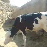 گوساله یا گاو نر|حیوانات مزرعه|اهواز, گلدشت|دیوار