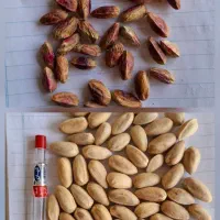 خرید پسته روآبی گو و مغز و نخودو کجو پوت نقدی