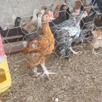 30عدد جوجه دیلگونی پاپر بلند