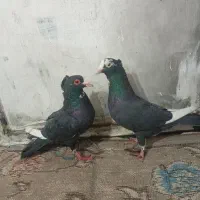 جفت پلنگ کلای  خوشکل|پرنده|کرمان, |دیوار