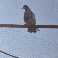 کبوتر کفتر|پرنده|باغستان, |دیوار