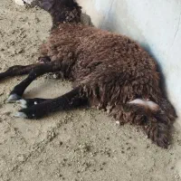 گوسفند بره نر