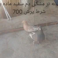 کفتر|پرنده|شیروان (خراسان), |دیوار