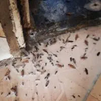 سمپاشی کلیه حشرات سوسک ساس کنه زنبور موش سم پاشی|خدمات نظافت|مشهد, وکیل‌آباد|دیوار