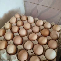 تخم مرغ گردن بی مو و گلپایگان تخم گذار