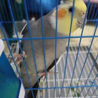 عروس پاریس نر فول فول دستی و سخنگو درجه یک|پرنده|اهواز, مجاهد|دیوار