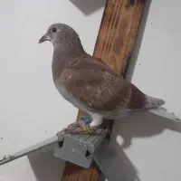 قوردی بالا فراری دادم