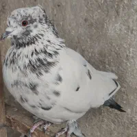 کبوتر هما سرور ابلق|پرنده|ری, ولی آباد|دیوار