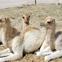 شیرشتر|خوردنی و آشامیدنی|قم, شاه سید علی|دیوار