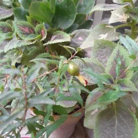 تعدادی گل به فروش می‌رسد