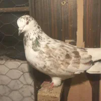 کبوتر گلی تهرانی دم سفید