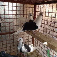 پرنده|پرنده|سمنان, |دیوار