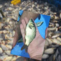 فروش بچه ماهی کپور