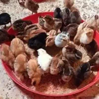 جوجه مرغ محلی(گلپایگان)  10 روزه عمده و خرده