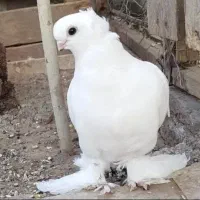 کبوتر زینتی