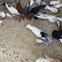 کبوتر رنگی|پرنده|تهران, تهرانپارس جنوبی|دیوار