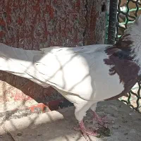 کفتر|پرنده|شهریار, اصیل آباد|دیوار