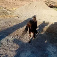 فروش کهره شیری
