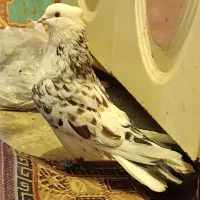 کبوتر نقابی نر