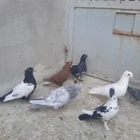 کبوتر|پرنده|قم, دروازه ری|دیوار