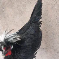 جوجه خروس لهستانی اصل|حیوانات مزرعه|فردوس (خراسان), |دیوار