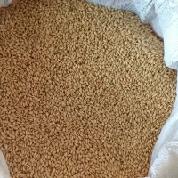 بذر گندم دیمه