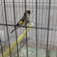 سهره نر|پرنده|فولادشهر, مسکن مهر فولادشهر|دیوار