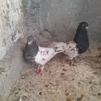 کبوتر|پرنده|برازجان, |دیوار