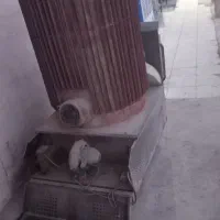 بخاری مسجد|بخاری، هیتر، شومینه|انگوران, |دیوار