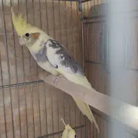 جوجه عروس، بالغ، گرینچیک مولد، لونه|پرنده|بابا حیدر, |دیوار