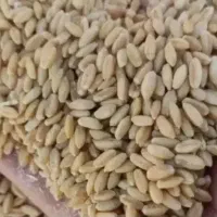 گندم ابی تمیز