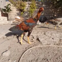 ....لاری ودوتا بوقلمون ماده