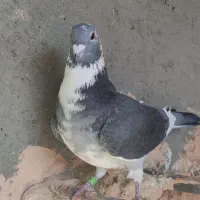 نر اردن|پرنده|جوین, |دیوار