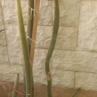 گلدان طبیعی|گل و گیاه طبیعی|سمنان, |دیوار